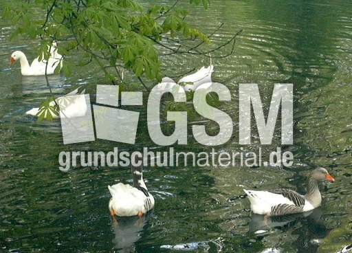 Schwäne-2.JPG